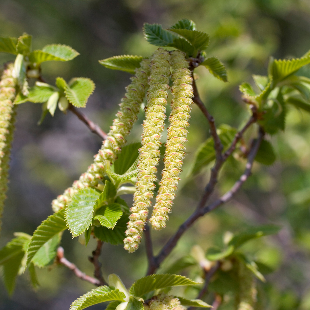 Hornbeam Flower Essence – Evy's Apothecary